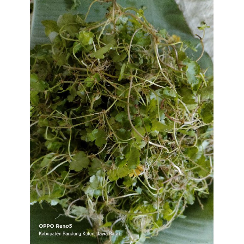 

daun petikim segar per 1kg