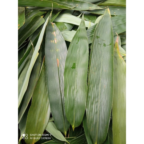 

Daun Bambu Besar khusus bacang 500 gram
