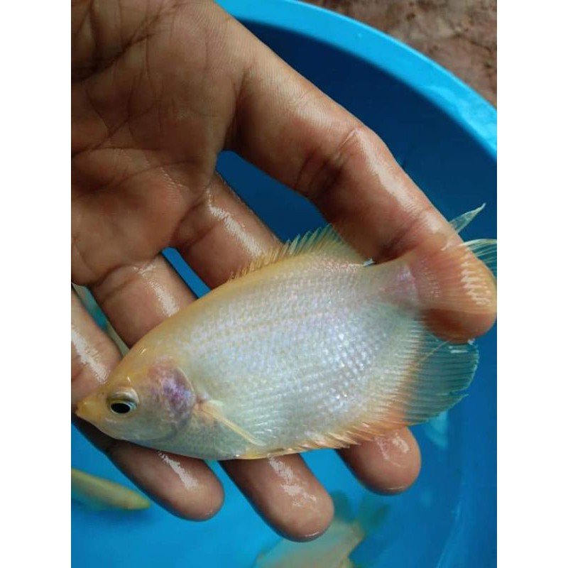 Bibit ikan gurame padang ukuran super atau 3 jari - bibit ikan gurame padang