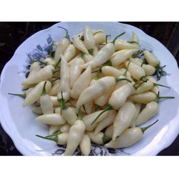 Benih Bibit Cabe White Coyote Zan Biji Tanaman Cabai Unik Putih Sayur