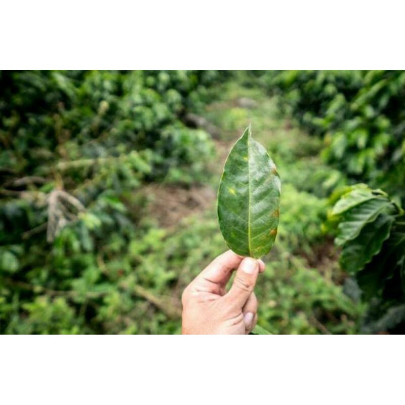 

Daun Kopi 500 gr
