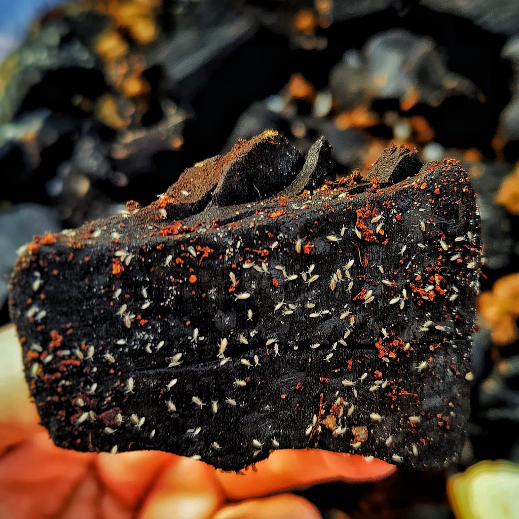 Springtail Collembola Sp / Isopod pembersih bioactive paludarium terarium vivarium