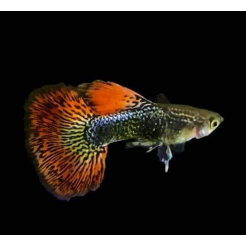 

ikan guppy red dragon