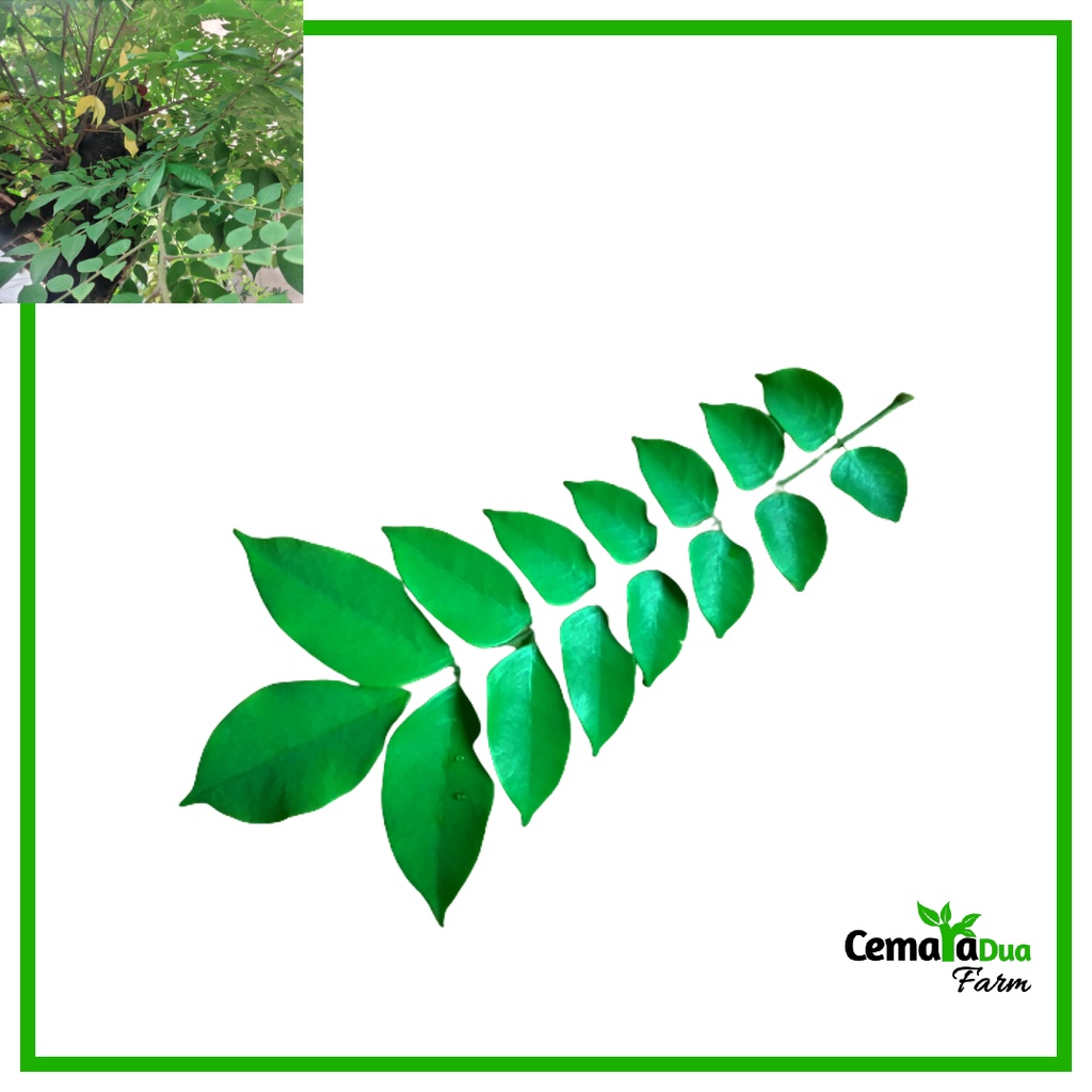 

Daun Belimbing Manis Segar Herbal