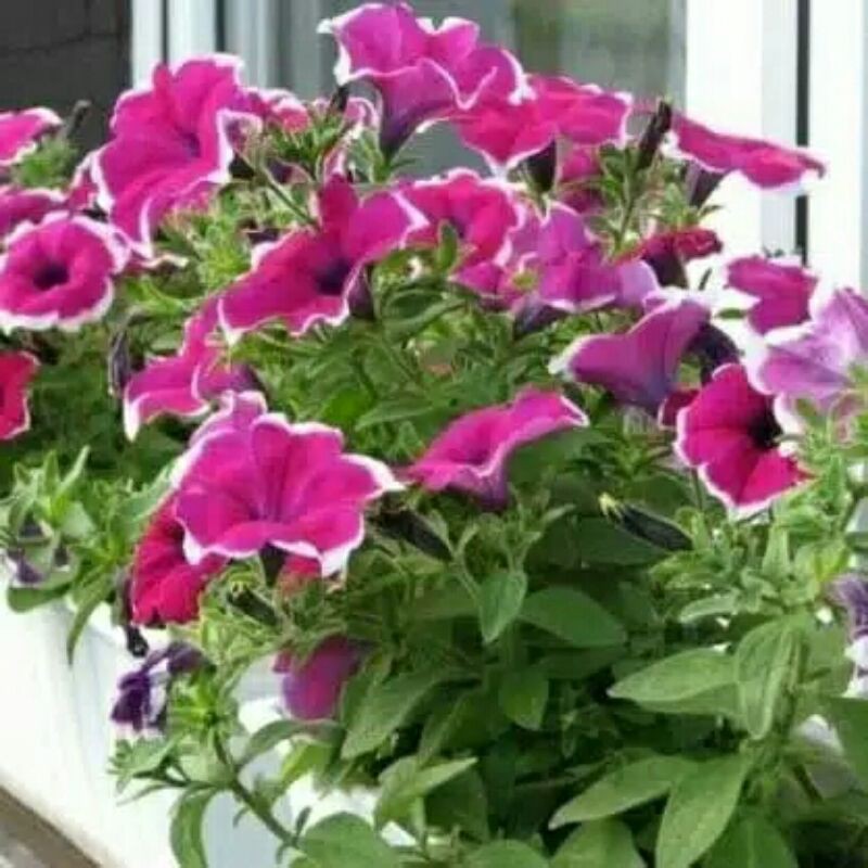 tanaman hias gantung bibit bunga fetunia-tanaman hias gantung bunga petunia-tanaman gnatung petunia