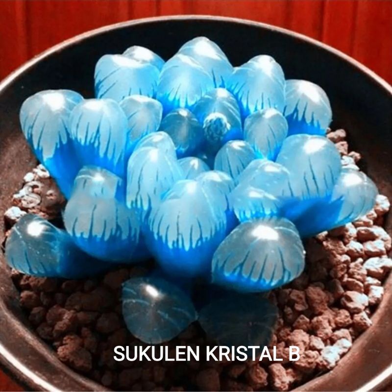 5 Biji Benih Bibit Bunga Langka Petunia Colorful Termurah Mudah Hidup Warna Menarik Mudah Hidup-Kristal B