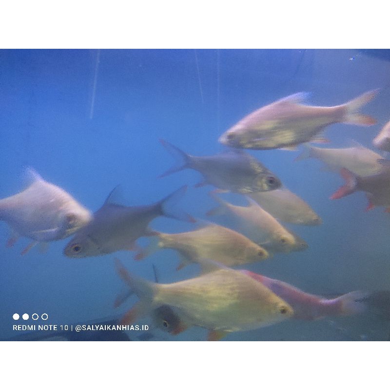 Ikan hias Kaviat / Kapiat (biasa) & Albino