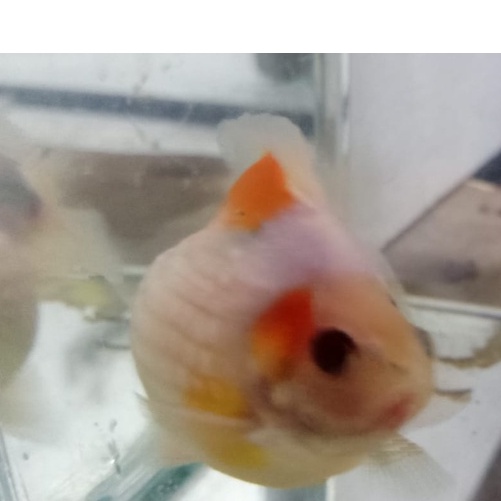 Ikan Mas Koki Mutiara Gembul Grade A