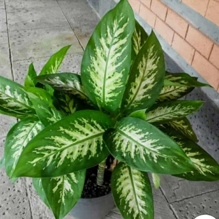 Tanaman hias daun Sri Rejeki / beras tumpah AM Taman