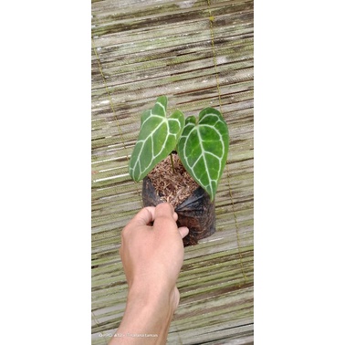 tanaman kuping gajah mini/tanaman hias kuping gajah/tanaman pot