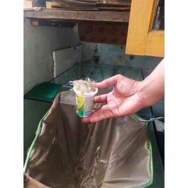 UDANG DANAU / UDANG AIR TAWAR HIDUP PER GELAS TAKAR  UNTUK PAKAN PREDATOR