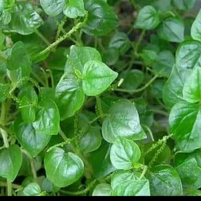 Murah Daun Herbal Sirih Cina Suruhan Kering