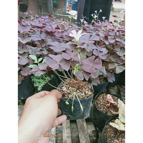 oxalis bunga kupu kupu
