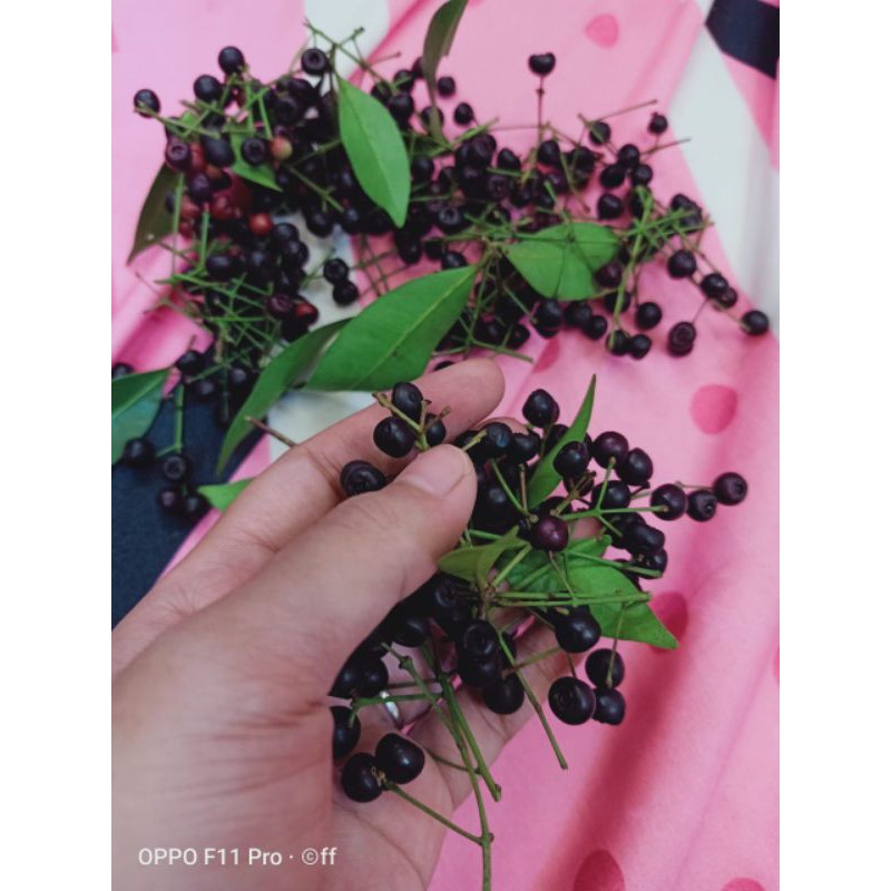 biji pucuk merah fresh