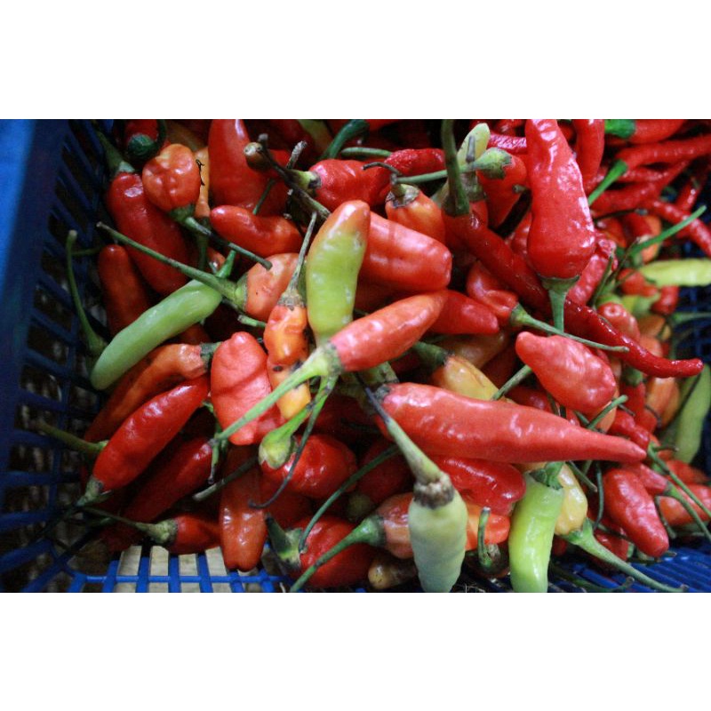 

CABE RAWIT SEGAR 250G