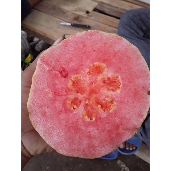 Fresh cangkok jambu kristal merah jumbo