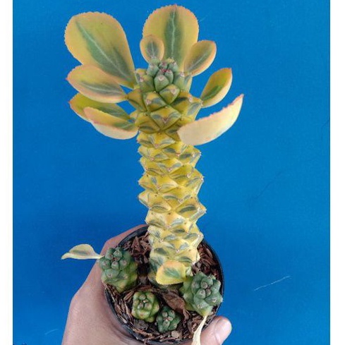 KAKTUS/SEKULEN monadenium ritchiei tinggi 15cm