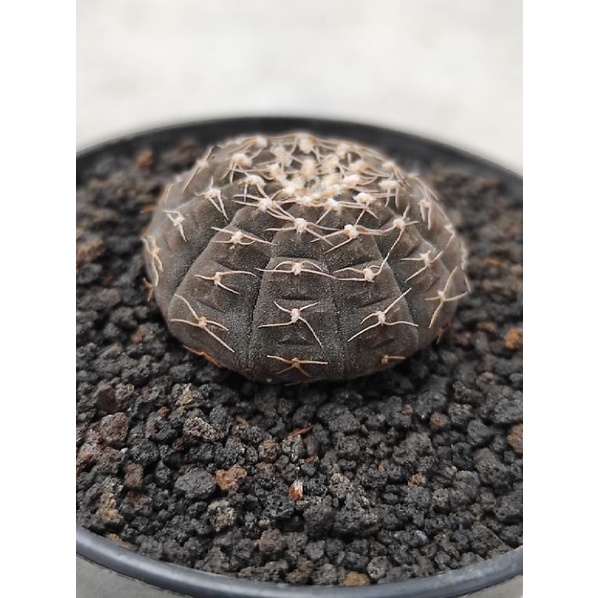 kaktus gymnocalycium ragonesei