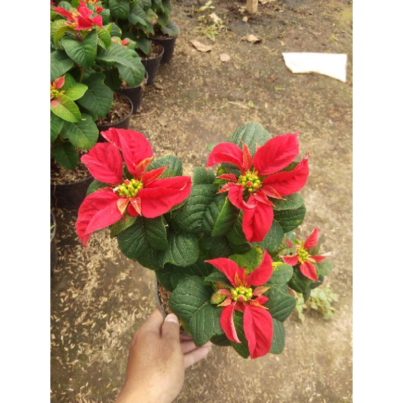 tanaman hias kastuba mawar merah