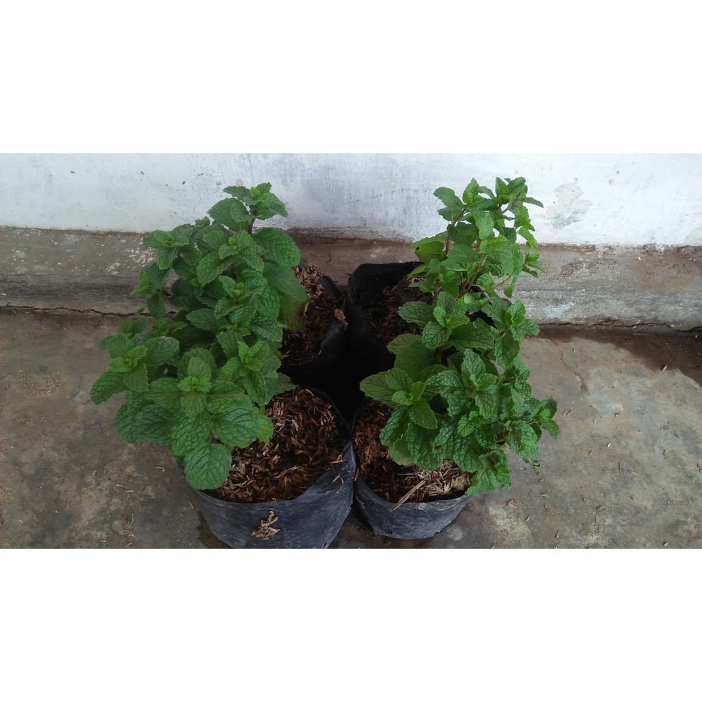Bibit Tanaman Mint / Daun Mint