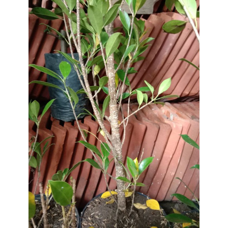 Bibit Beringin Kimeng Hasil Cangkok, lagi program akar