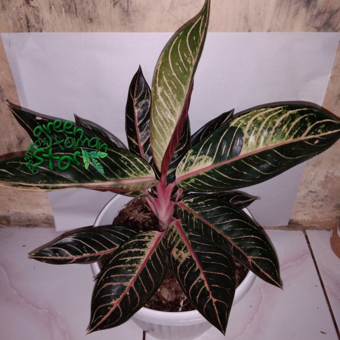 TANAMAN HIAS-AGLONEMA RED SUMATRA DEWASA/INDUK