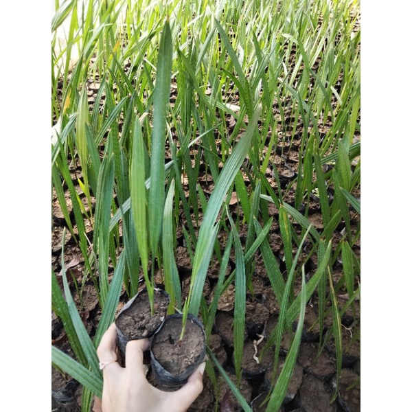 Bibit Pohon Kurma Tropis super unggul