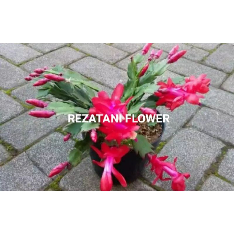 tanaman hias Wijaya Kusuma kepiting/Wijaya Kusuma kepiting/Wijaya Kusuma