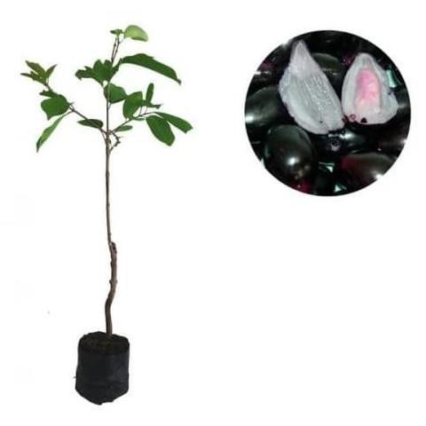 

Bibit Buah Jamblang Juwet Duwet Bibit Jamblang Ktmjb33 Ayo Beli Ayo Beli Segera Beli Segera