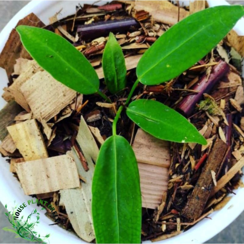 tanaman hias anturium lidah gajah remaja