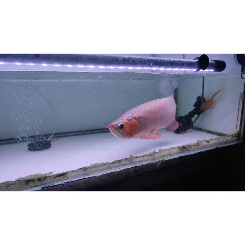 Arwarna Super Red 30 cm