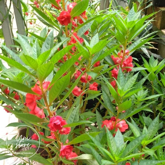 

(COD) Daun pacar air segar petik langsung - atasi rematik dan peradangan