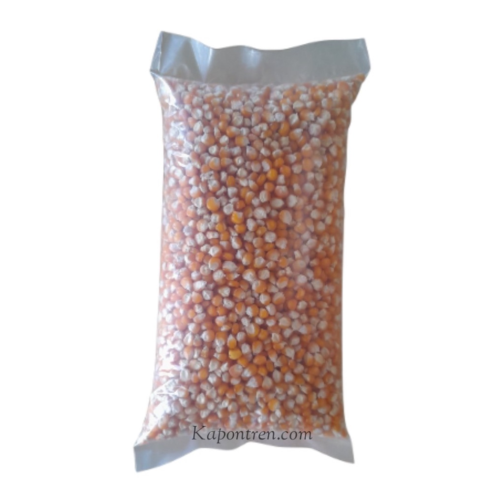 Benih Jagung Super | Benih Jagung Madura | Asli Jagung Lokal