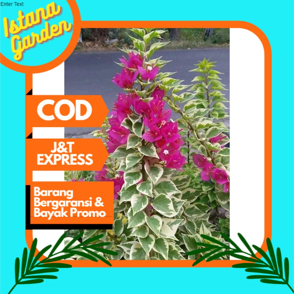 tanaman hias bougenville singapore variegata murah dan berkulitas