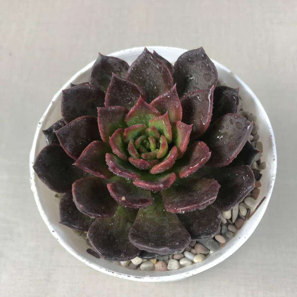 Kaktus Sukulen (Echeveria Black Prince) Tanaman Hias Hidup