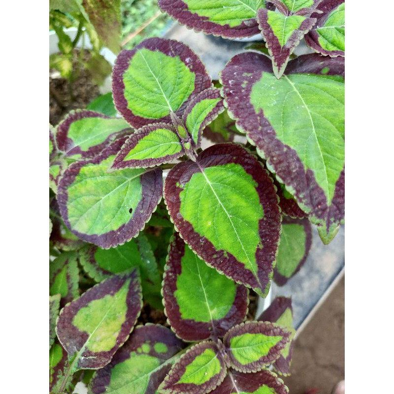 Miana 11 (Bolu Pandan)