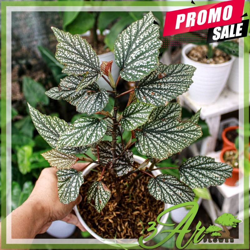 TANAMAN HIAS BEGONIA BINTIK PUTIH/BEGONIA BINTIK SALJU