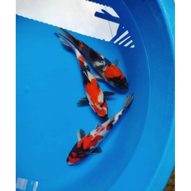 ikan koi Showa Blitar size 25-30cm