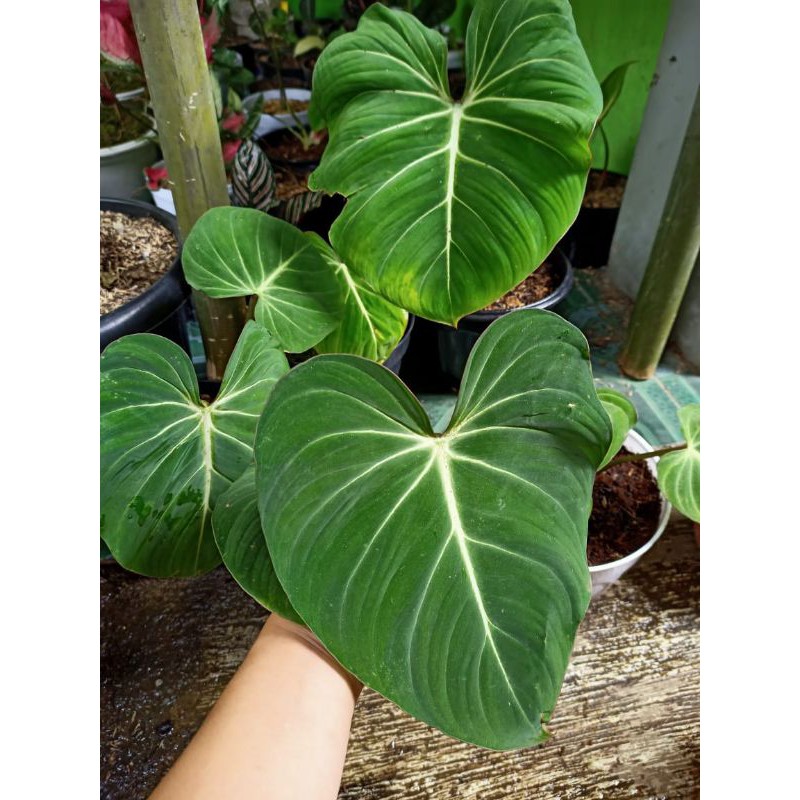 Tanaman Hias Gloriosum philodendron (Philodendron gloriosum)