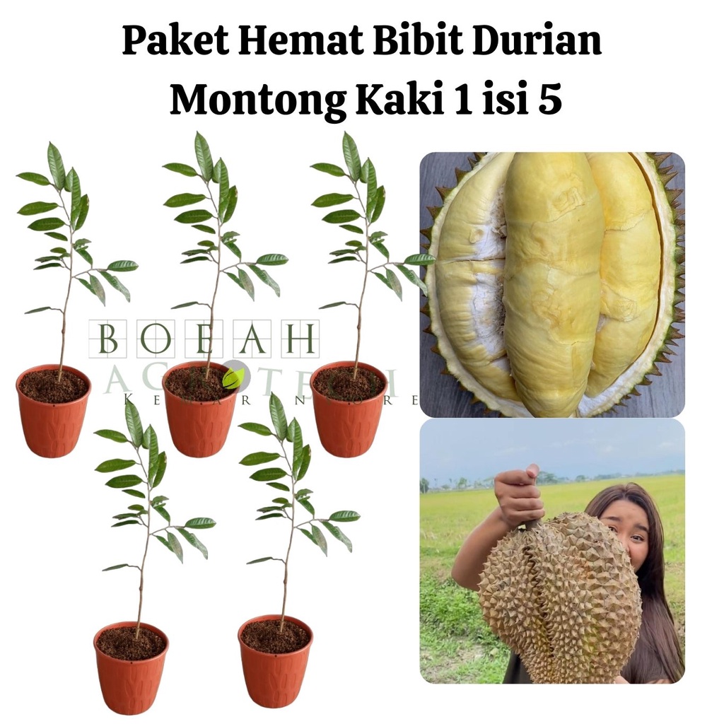 Paket Hemat Bibit Durian Montong Kaki 1 Isi 5 Bonus Bibit Strawberry+Polibag