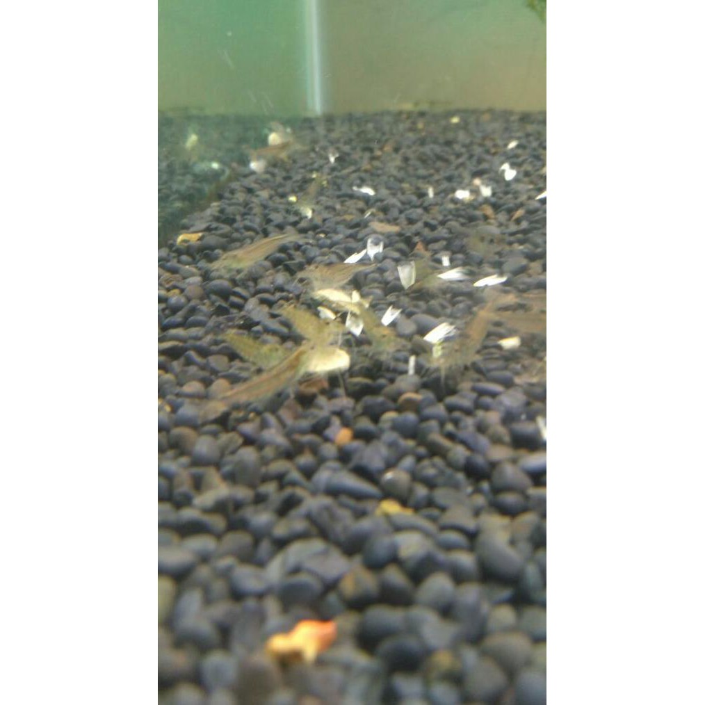 

yamato shrimp aka udang amano asli