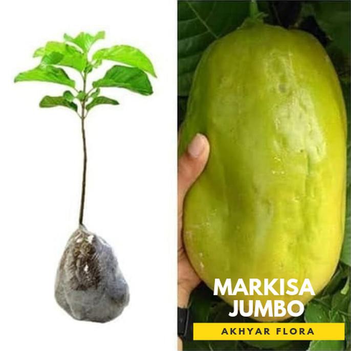 new Bibit Markisa Jumbo Bibit Buah Markisa Tanaman Buah Markisah Jumbo %%##%%