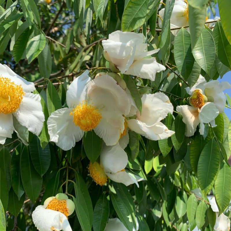 Bibit tanaman pohon bunga nagasari/Ceylon ironwood/cobra saffron (Mesua ferrea)