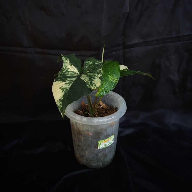 Syngonium Aurea (Varigata Kuning)