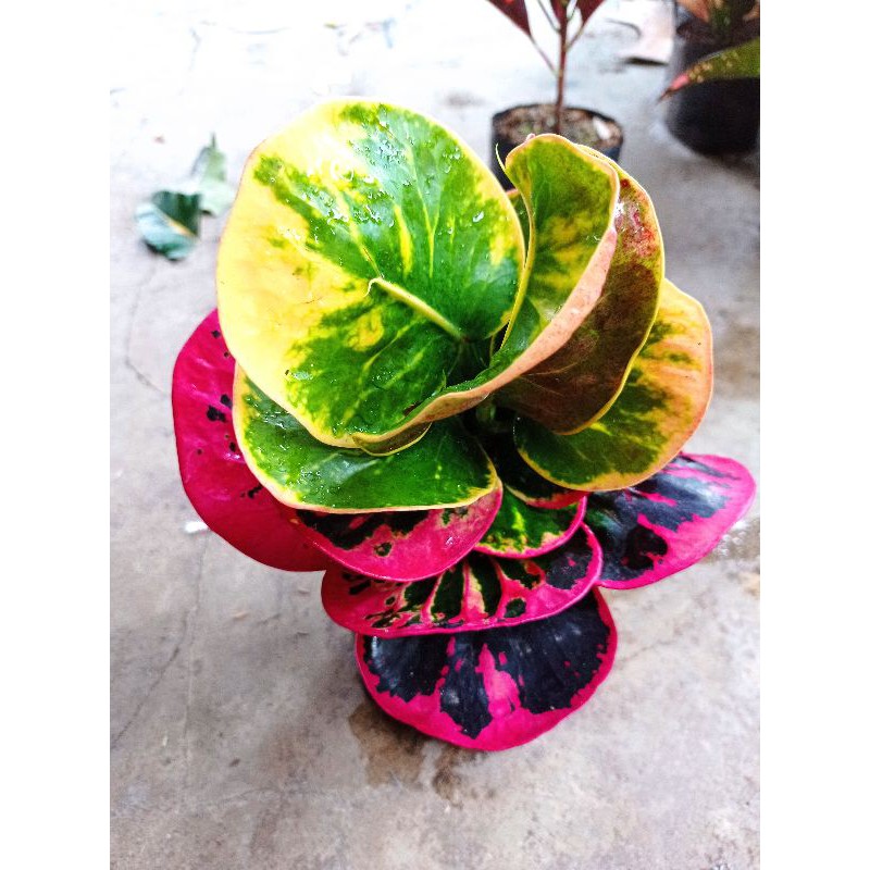 bibit tanaman hias bunga puring apel mawar merah