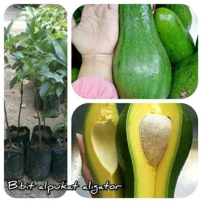Bibit Alpukat Aligator Mantap Sambung Pucuk Asli