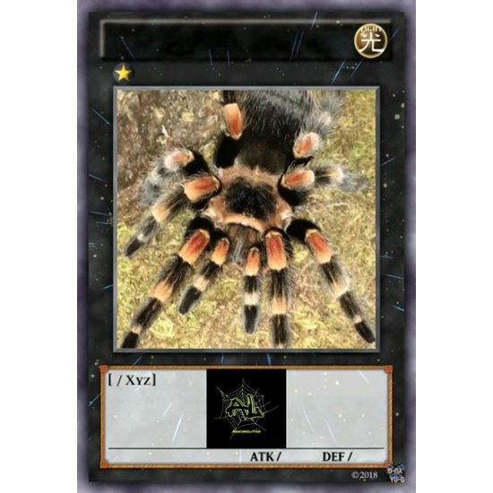 (Kartu) Tarantula Brachypelma Hamorii Female 11-12 cm