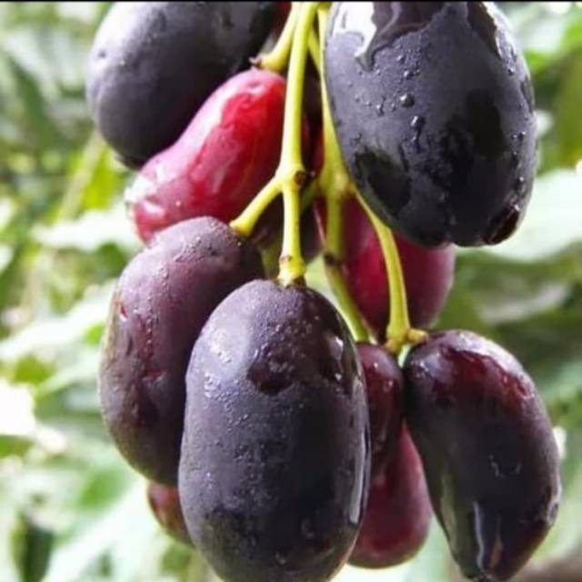 Bibit tanaman juwet hitam - bibit pohon juwet manis