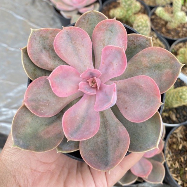 ECHEVERIA PERLE RAINBOW