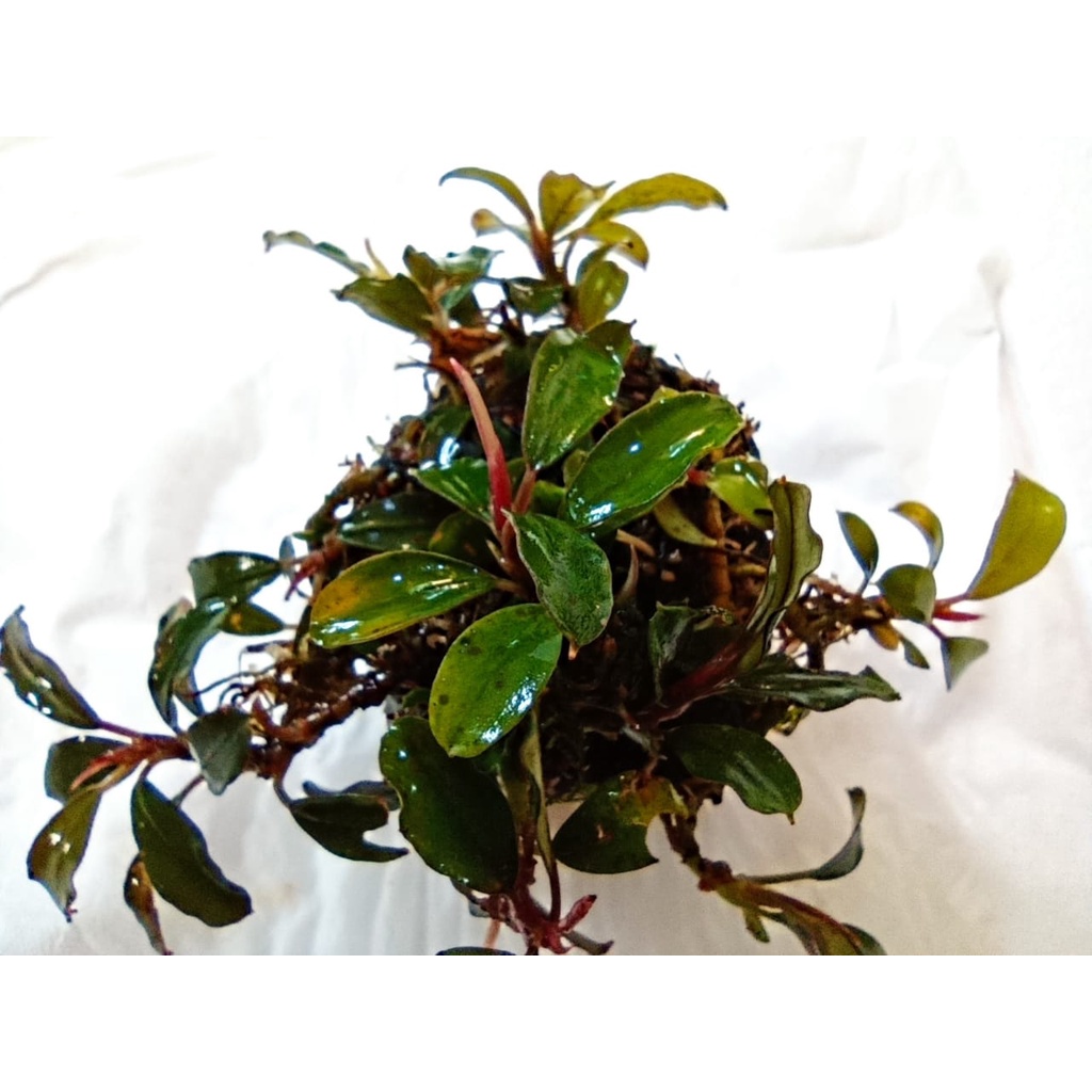 Bucephalandra Mini Velvet Tanaman Aquascape - Bucephalandra Wabikusa
